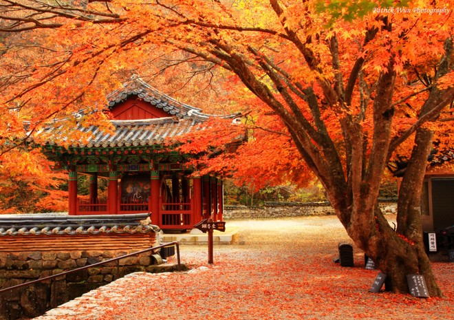 Cảnh đẹp Hàn Quốc mùa thu lung linh qua ảnh