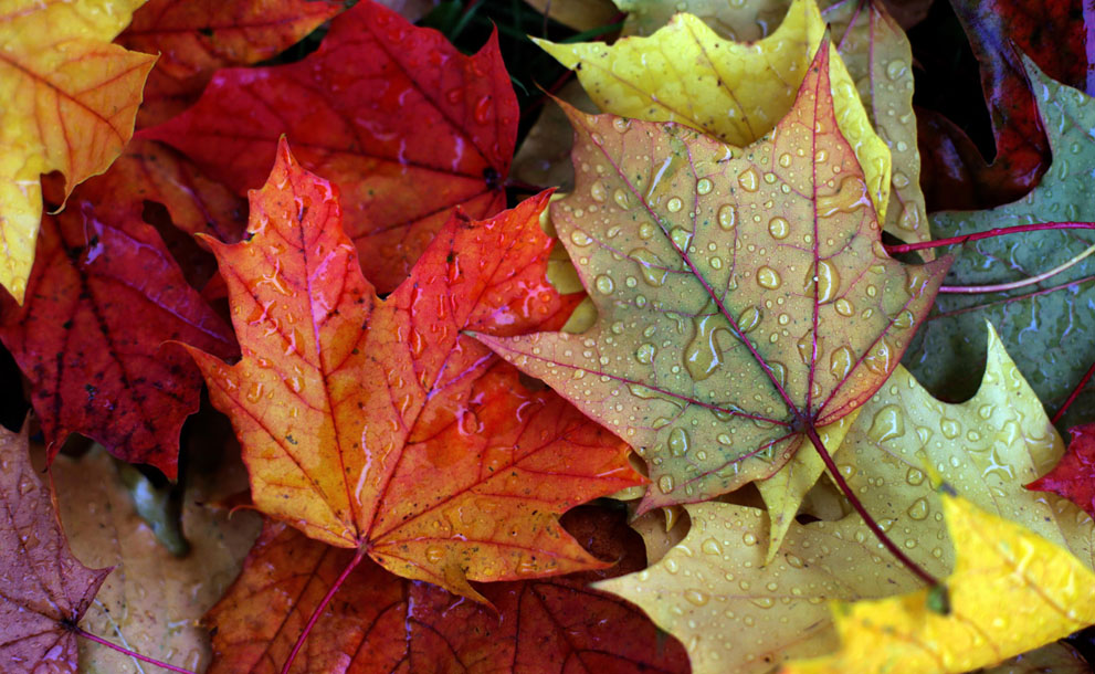 Germany Weather Autumn